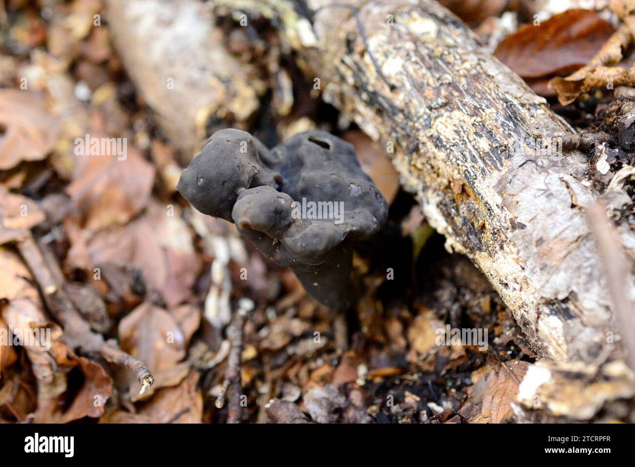 Elfin saddle or slate grey saddle (Helvella lacunosa) is an edible mushroom; it is consumed well-done but is not recommended. This photo was taken in Stock Photo