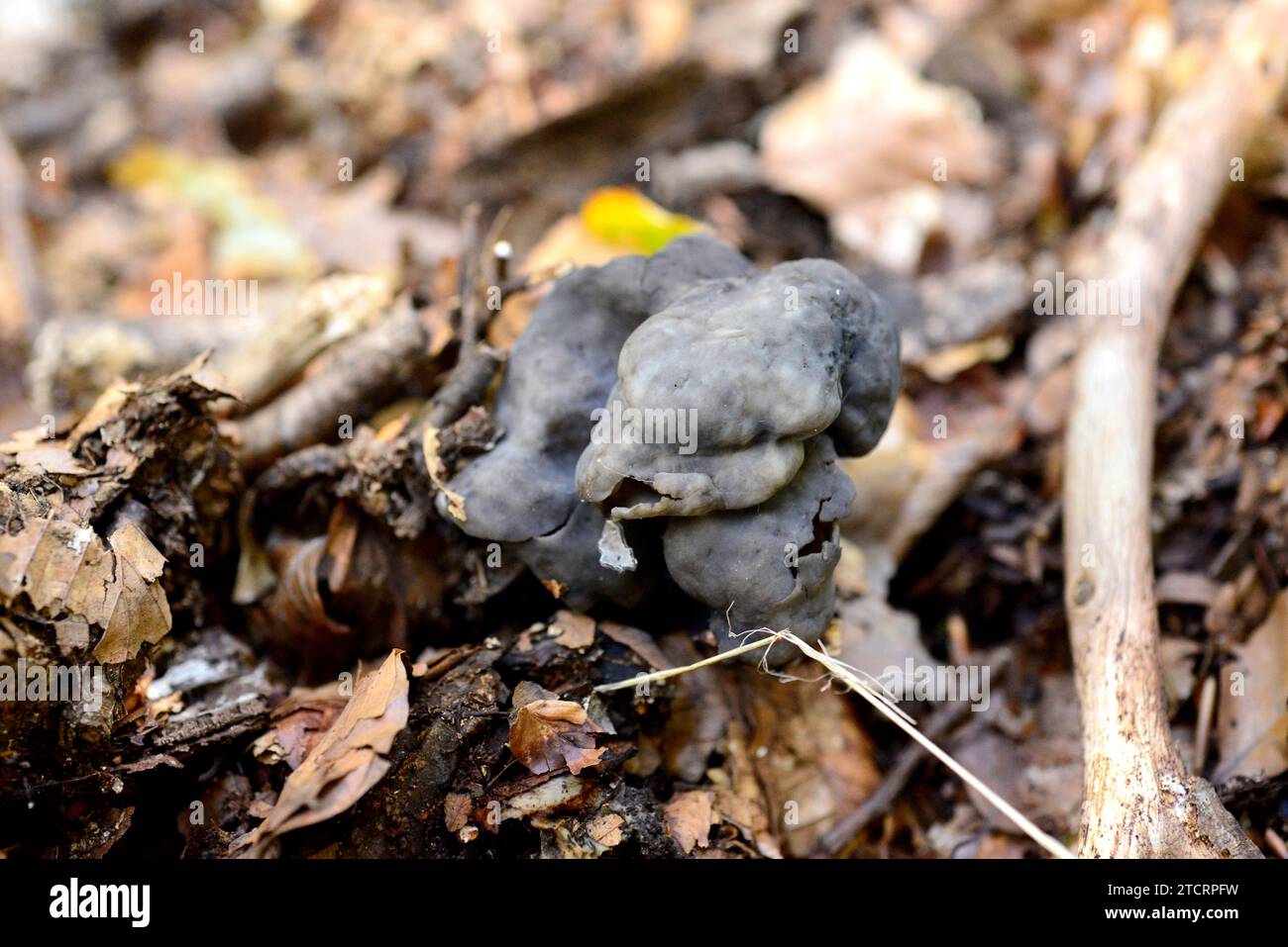 Elfin saddle or slate grey saddle (Helvella lacunosa) is an edible mushroom; it is consumed well-done but is not recommended. This photo was taken in Stock Photo