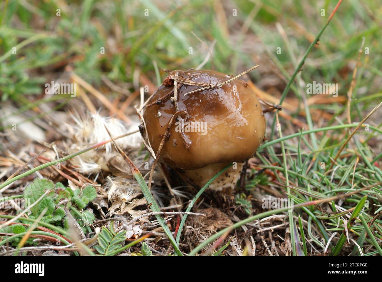 Hygrophorus latitabundus or Hygrophorus limacinus is an edible mushroom that grows on conifer forests. This photo was taken in La Lalacuna, Barcelona Stock Photo