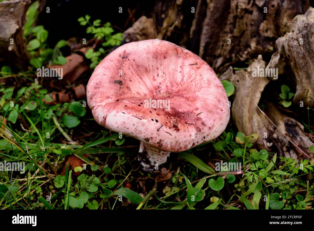 Pinkmottlet woodwash (Hygrophorus russula) is an edible mushroom. This copy comes from Montseny Biosphere Reserve, Barcelona province, Catalonia, Spai Stock Photo