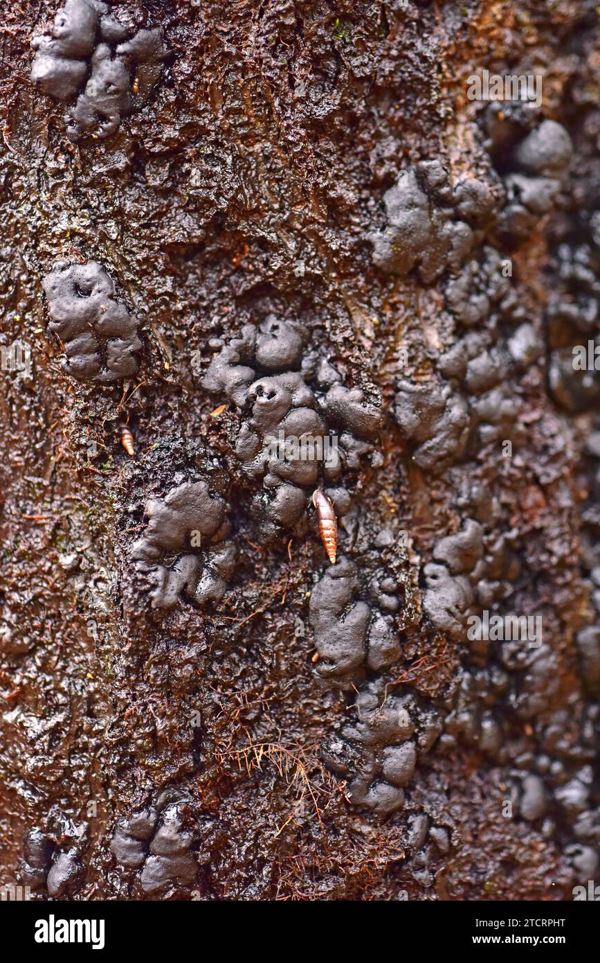 Hypoxylon multiforme is a fungus that grows on deciduous trees. This photo was taken in Dalby National Park, Skane, Sweden. Stock Photo
