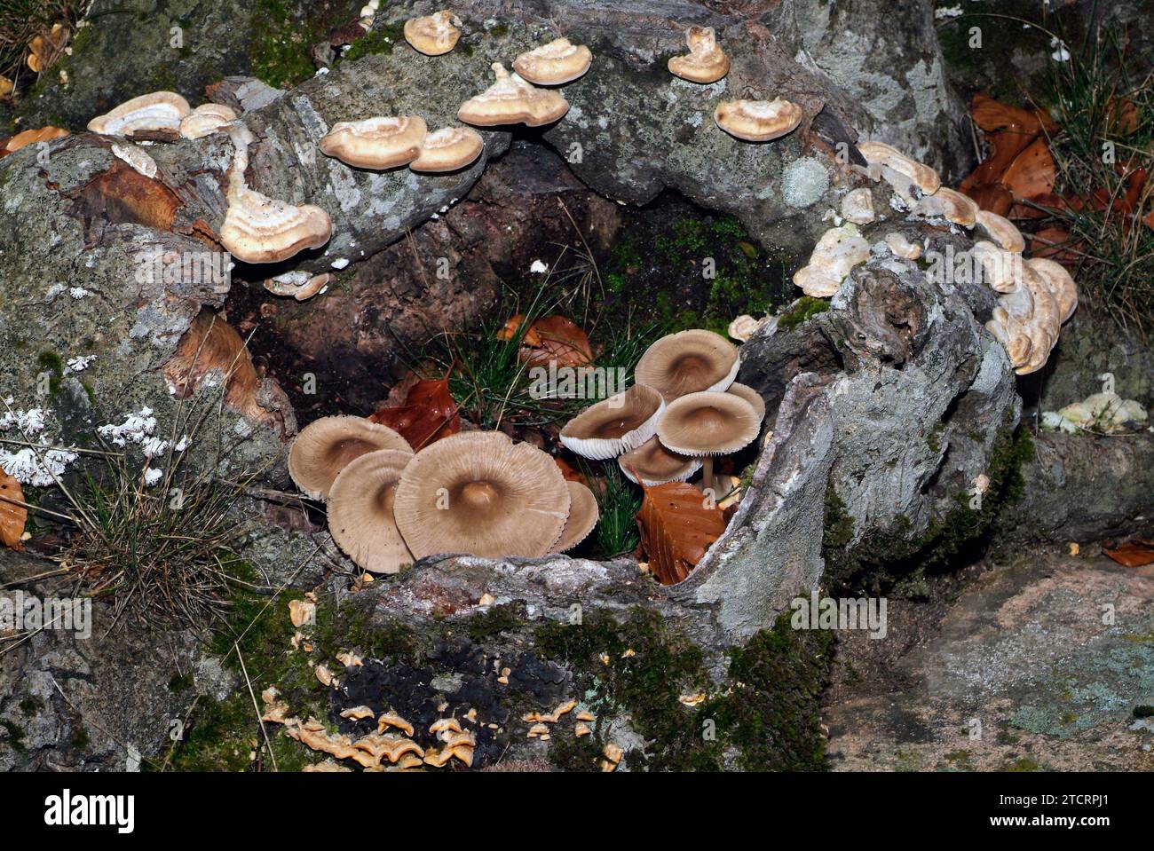 Inocybe asterospora is a poisonous fungus that grows in deciduous forests. This photo was taken in Montseny Biosphere Reserve, Barcelona province, Cat Stock Photo