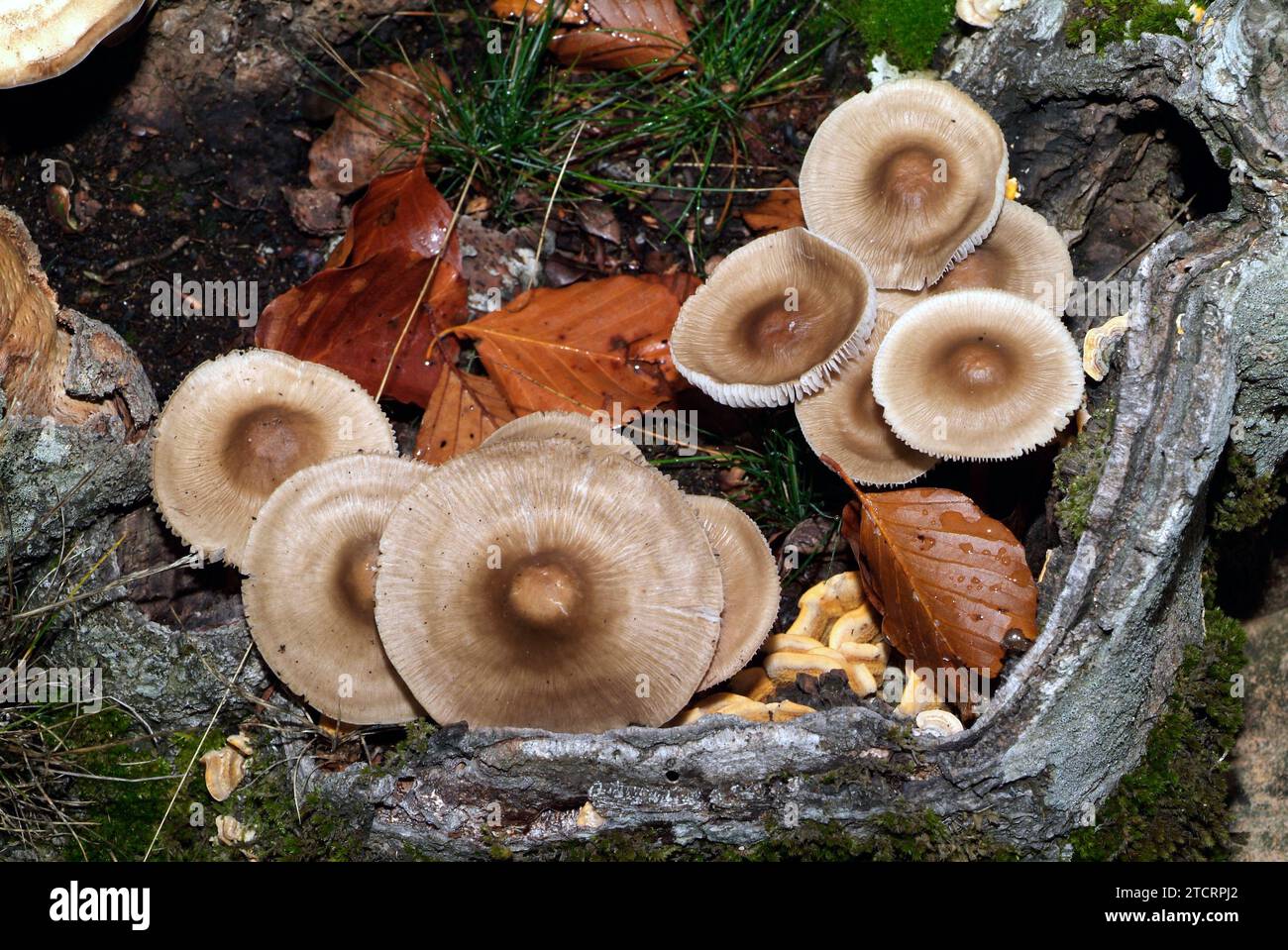 Inocybe asterospora is a poisonous fungus that grows in deciduous forests. This photo was taken in Montseny Biosphere Reserve, Barcelona province, Cat Stock Photo