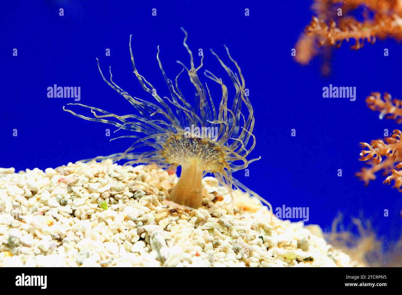 Aiptasia mutabilis is a sea anemone that contains symbiotic algae. Cnidaria. Anthozoa. This photo was taken in captivity. Stock Photo
