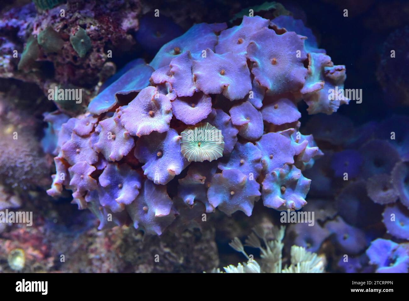 Disc anemone or mushroom anemone (Discosoma sp. or Actinodiscus sp.) are soft corals formed by individuals polyps that grows in colonies. Stock Photo