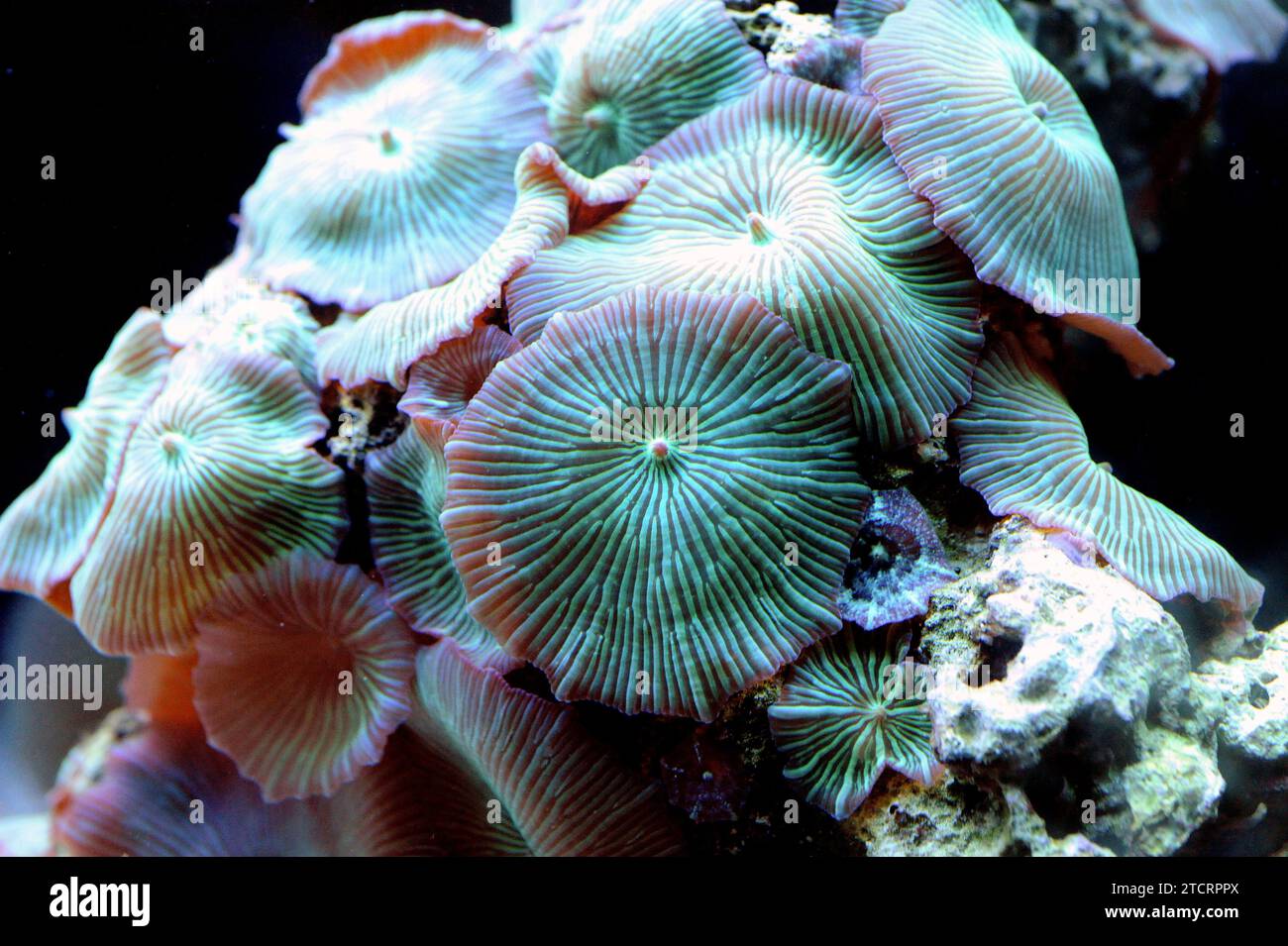 Disc anemone or mushroom anemone (Discosoma sp. or Actinodiscus sp.) are soft corals formed by individuals polyps that grow in colonies. Stock Photo