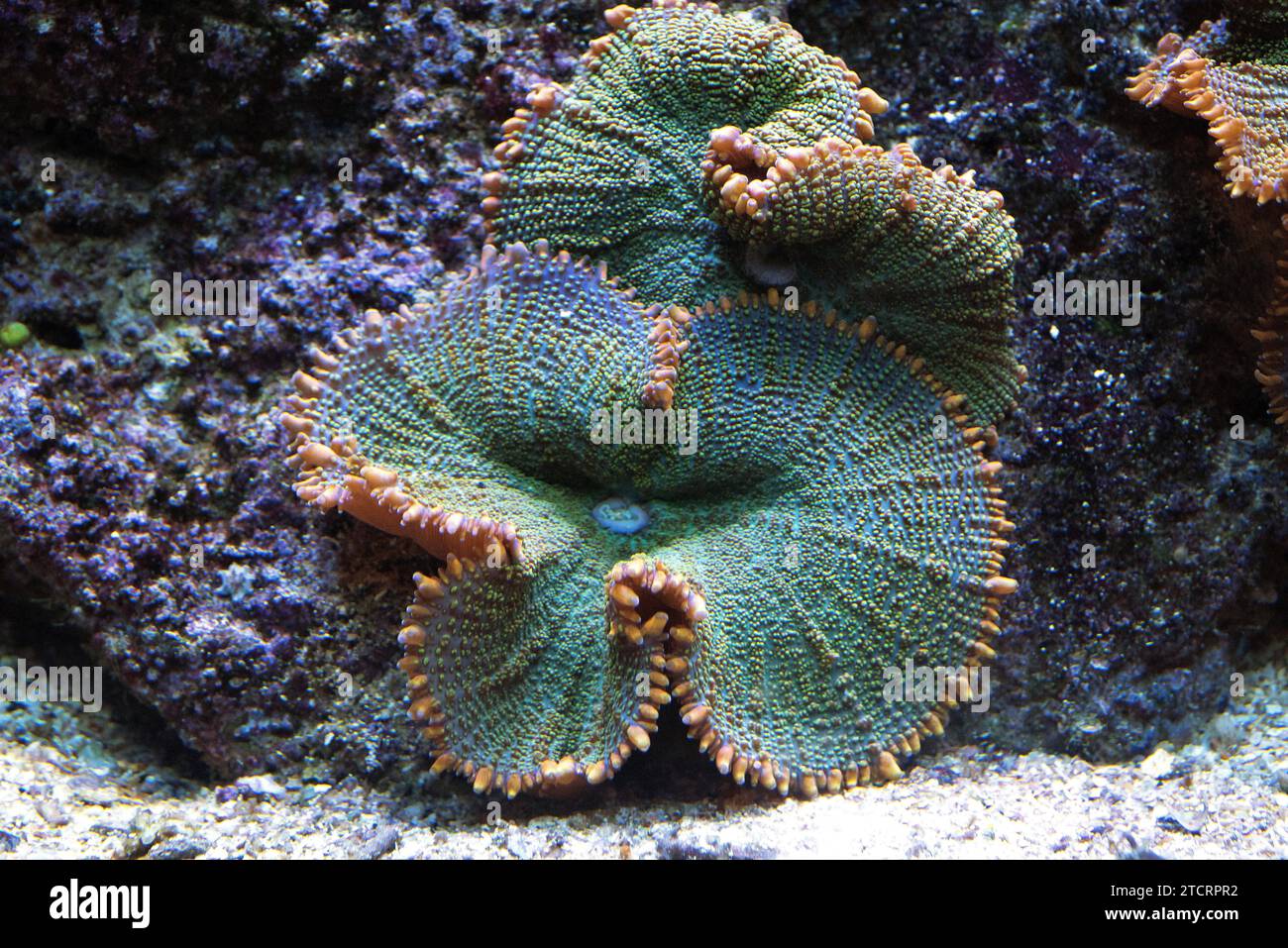 Disc anemone or mushroom anemone (Discosoma sp. or Actinodiscus sp.) are soft corals formed by individuals polyps that grow in colonies. Stock Photo
