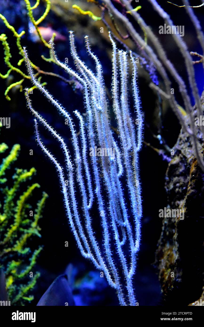 White gorgonian (Eunicella singularis) is a soft colonial coral. Stock Photo