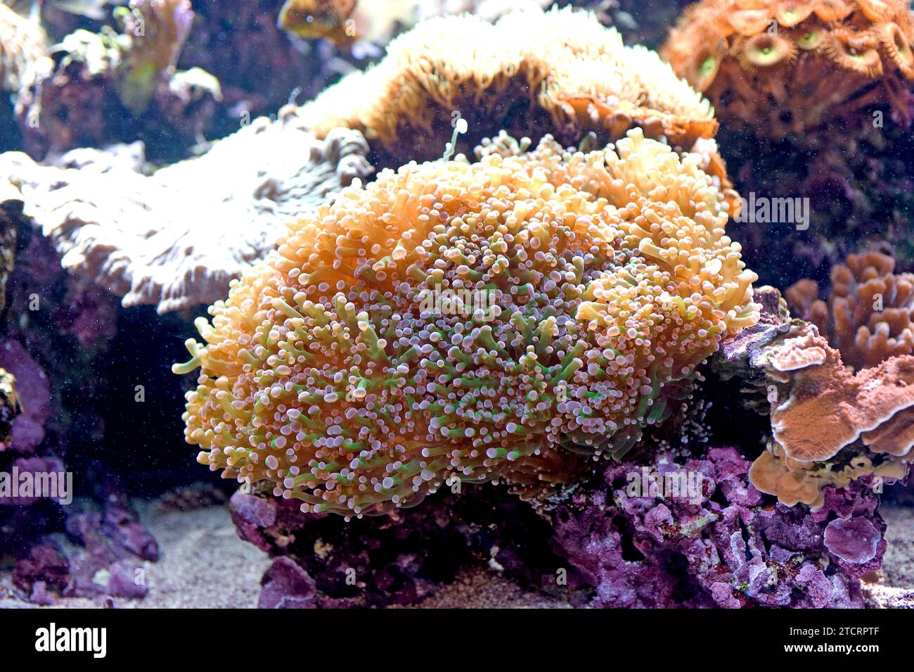 Torch coral (Euphyllia glabrescens) is a stony coral. Stock Photo