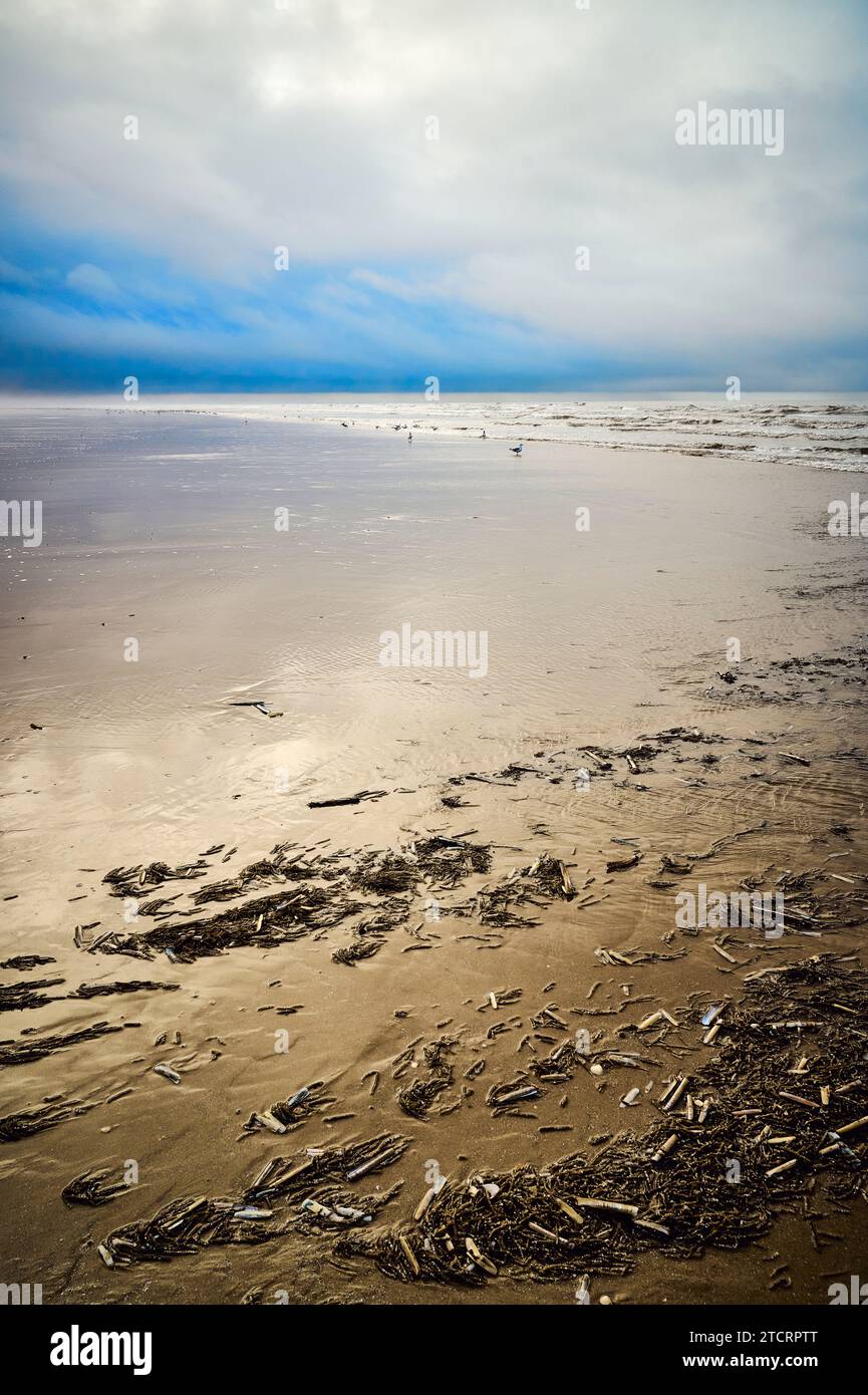 Tide Coming In Sea shells in shallow water hi-res stock photography and images - Alamy