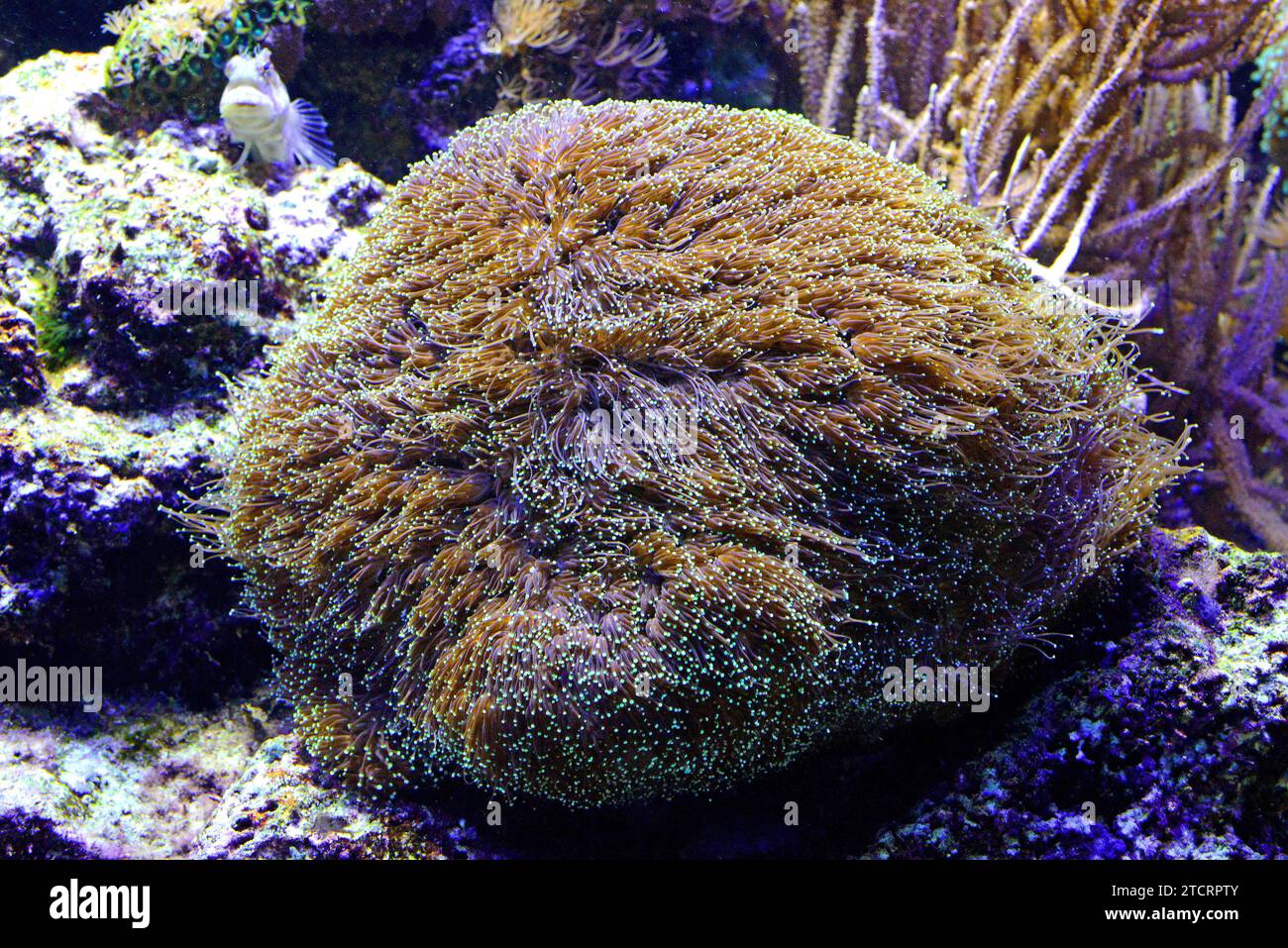 Galaxy (Galaxea fascicularis) is a colonial stony coral. Stock Photo