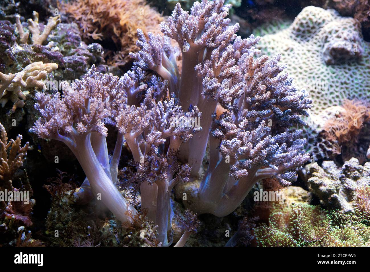Tree coral (Neospongodes sp.) is a genus of soft corals. Stock Photo