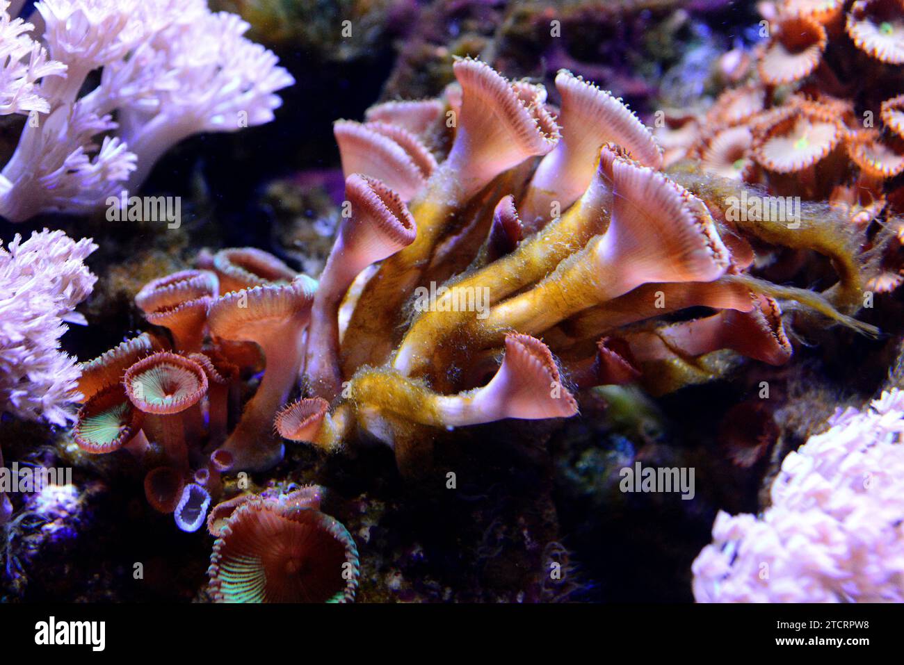 Moon polyps or sea mats (Palythoa sp.) is a genus of soft corals. Stock Photo