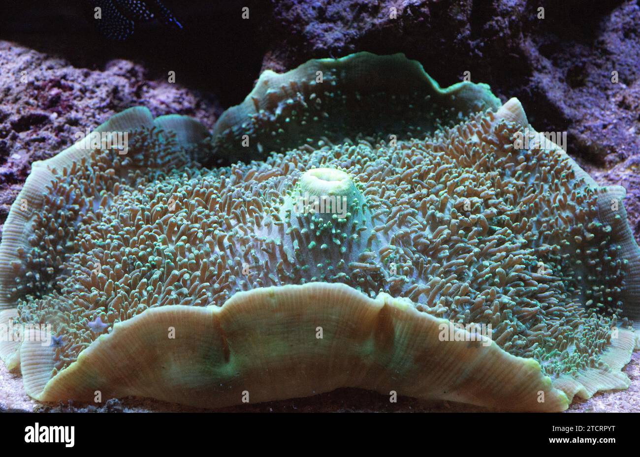 Rhodactis sp. is a genus of mushroom corals. Stock Photo