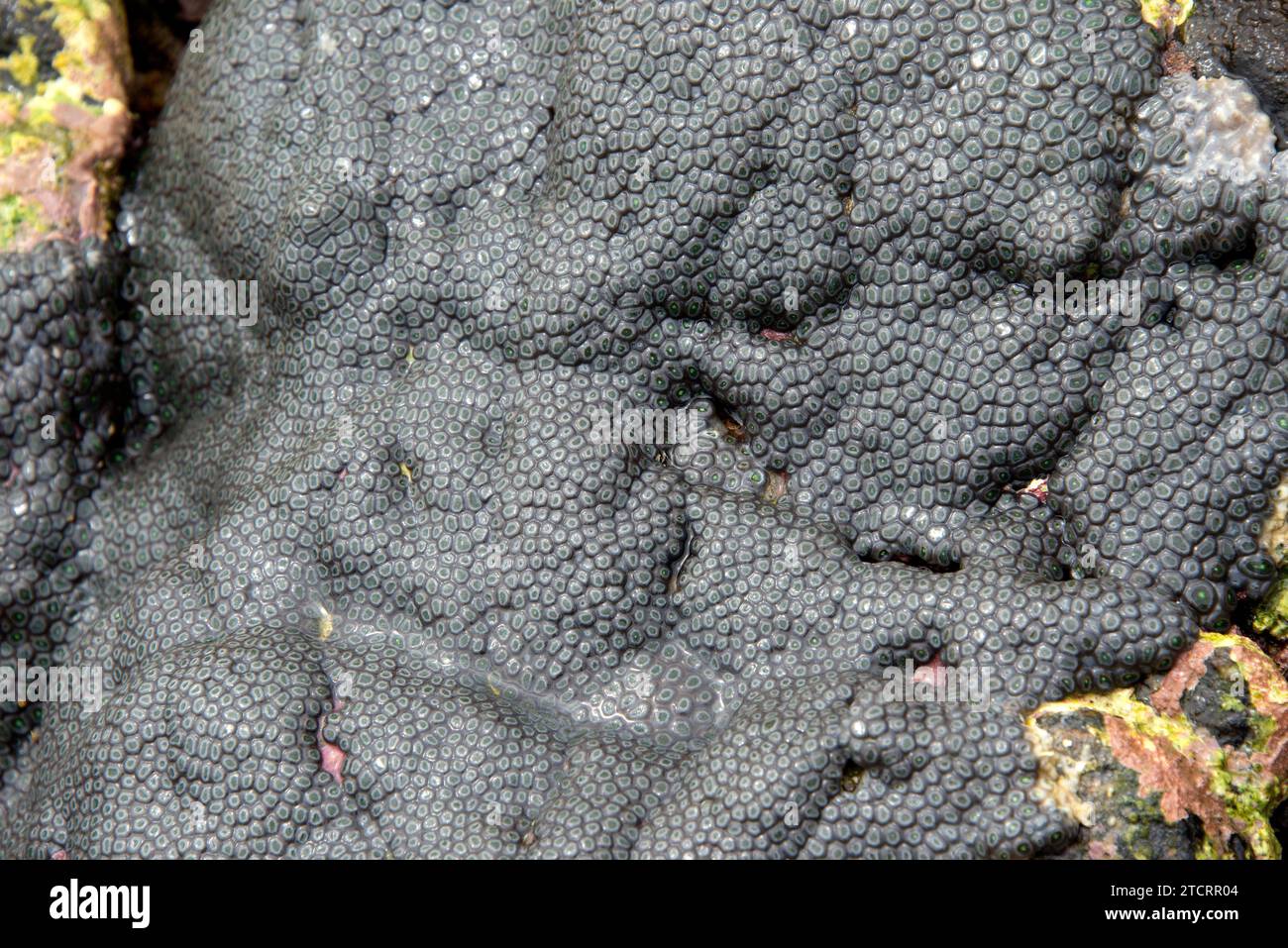 Sansibia Cora Sansibia hi-res stock photography and images - Alamy