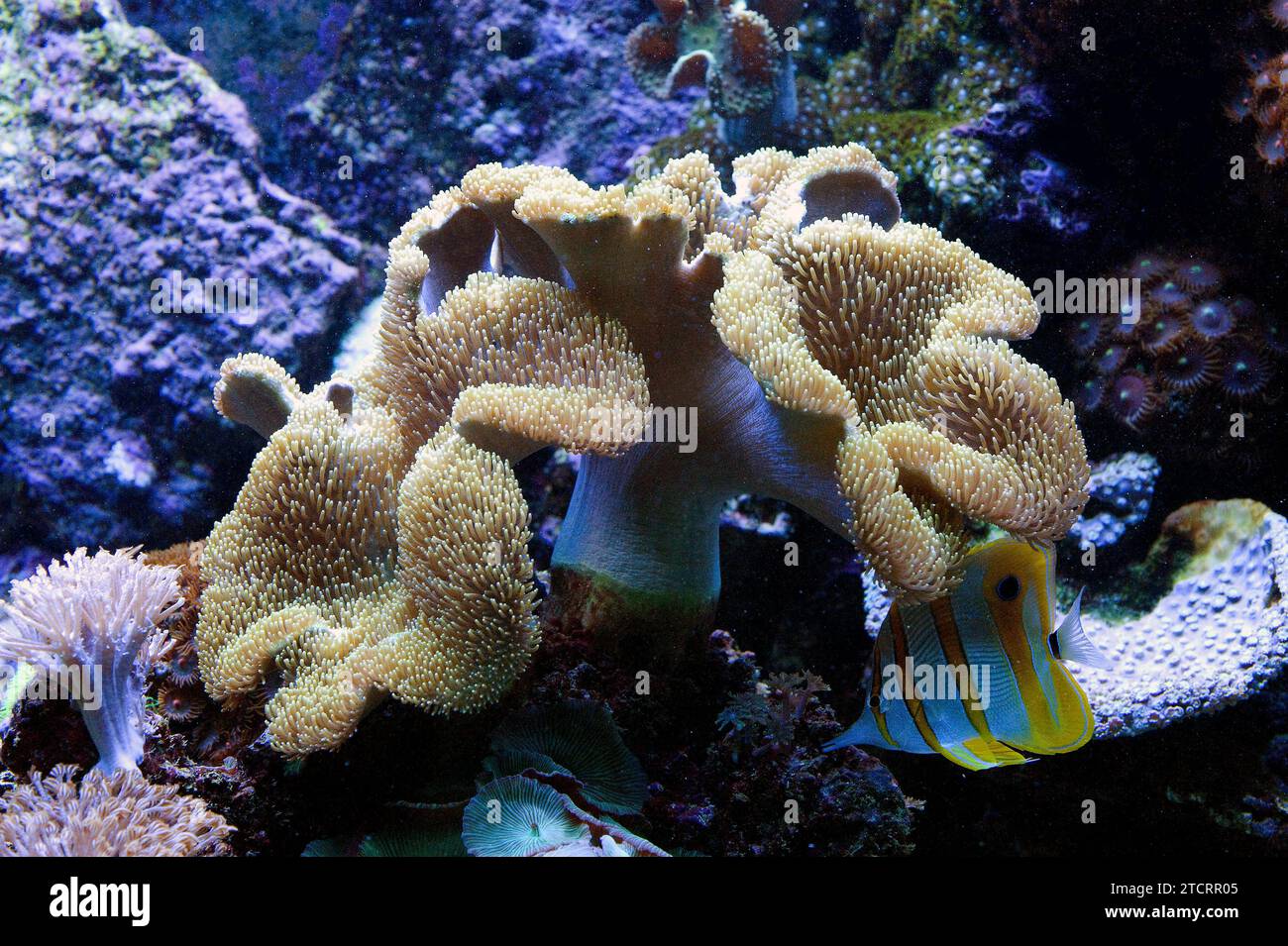 Toadstool leather coral or toadstool mushroom coral (Sarcophyton sp.). Stock Photo