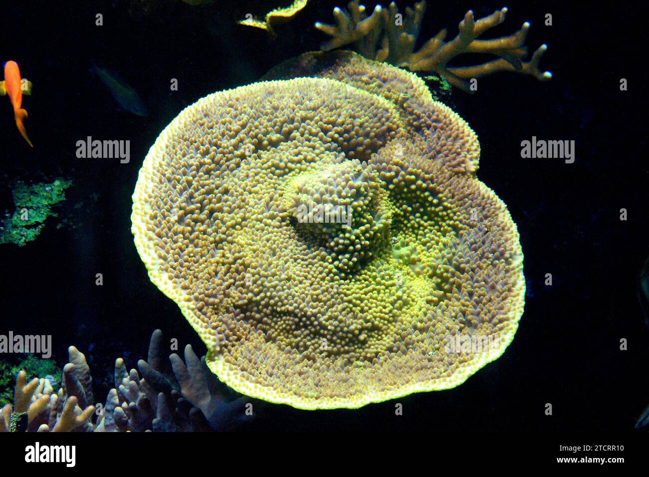 Yellow scroll coral (Turbinaria reniformis) is a laminar stony coral. Stock Photo