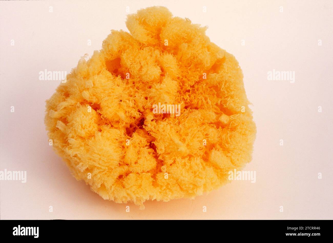 Bath sponge (Spongia officinalis) is a sea sponge with organic skeleton. Stock Photo