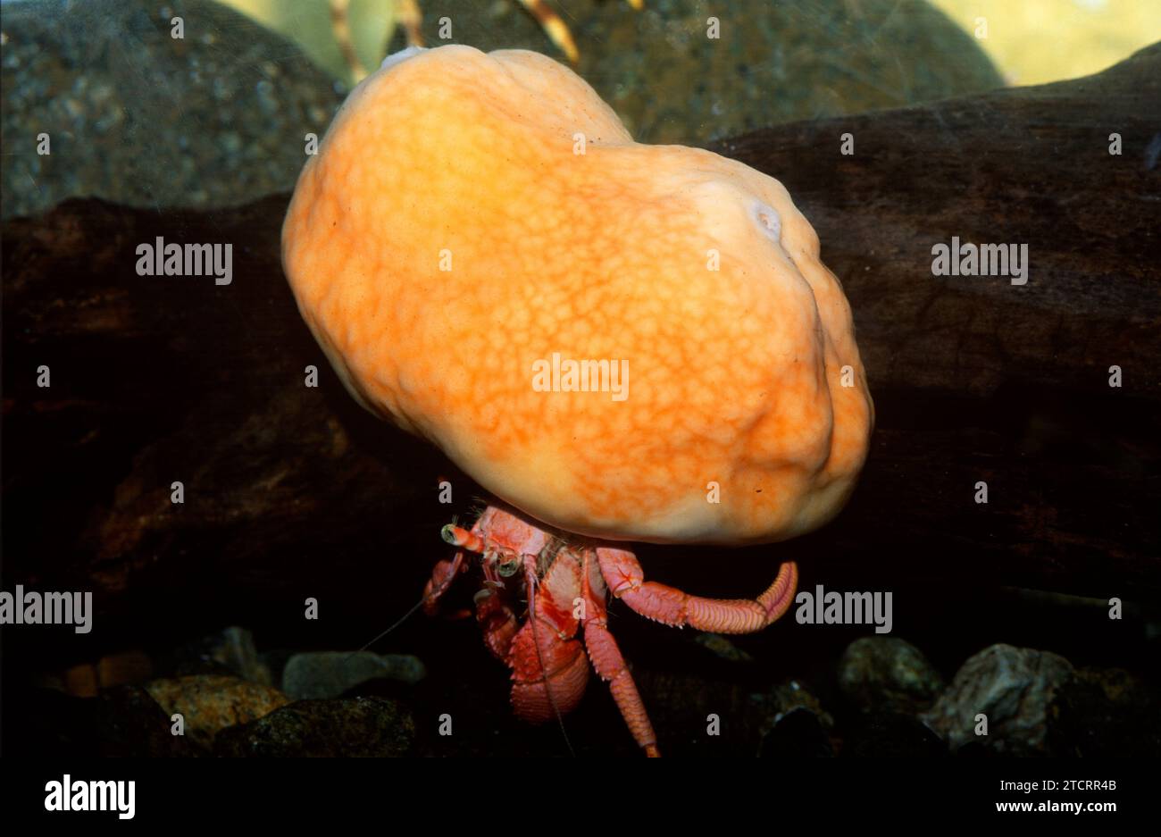 Sea Grows Like Shell Suberites domuncula is a sea sponge that grows on a gastropoda shell ...