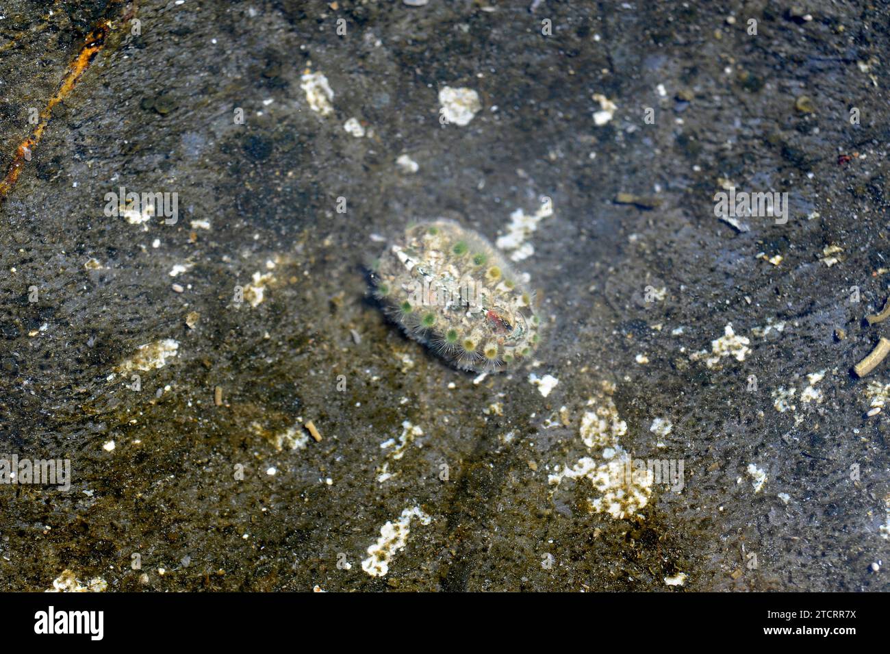 Chiton (Acanthochitona communis or Acanthochitona fascicularis) is a marine mollusca polyplacofora. Stock Photo