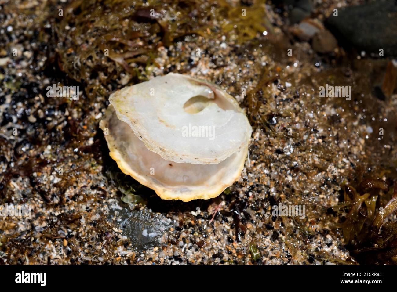 Jingle shell (Anomia ephippium) is a marine bivalve mollusk. This photo was taken in Cap Ras, Girona province, Catalonia, Spain. Stock Photo