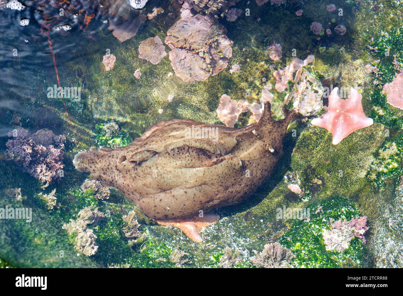California sea hare (Aplysia californica) is a sea slug. This photo was taken in San Diego, California, USA. Stock Photo