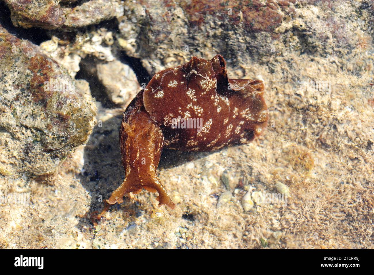 Sea slug or sea hare (Aplysia punctata) is a marine mollusk. This photo was taken in Cap Ras, Girona province, Catalonia, Spain. Stock Photo