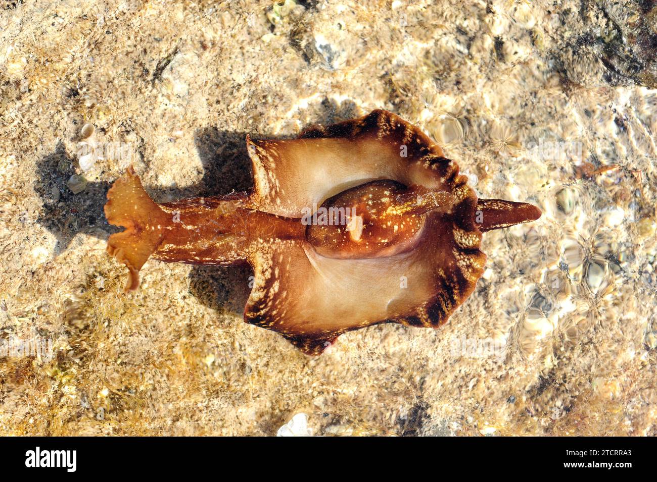 Sea slug or sea hare (Aplysia punctata) is a marine mollusk. This photo was taken in Cap Ras, Girona province, Catalonia, Spain. Stock Photo