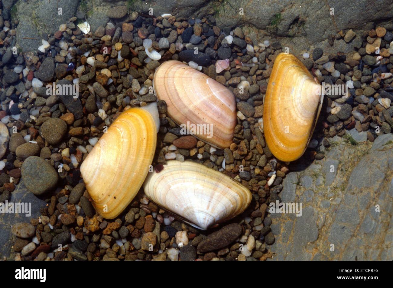 Wedge clam (Donax trunculus) is an edible bivalve mollusk Stock Photo