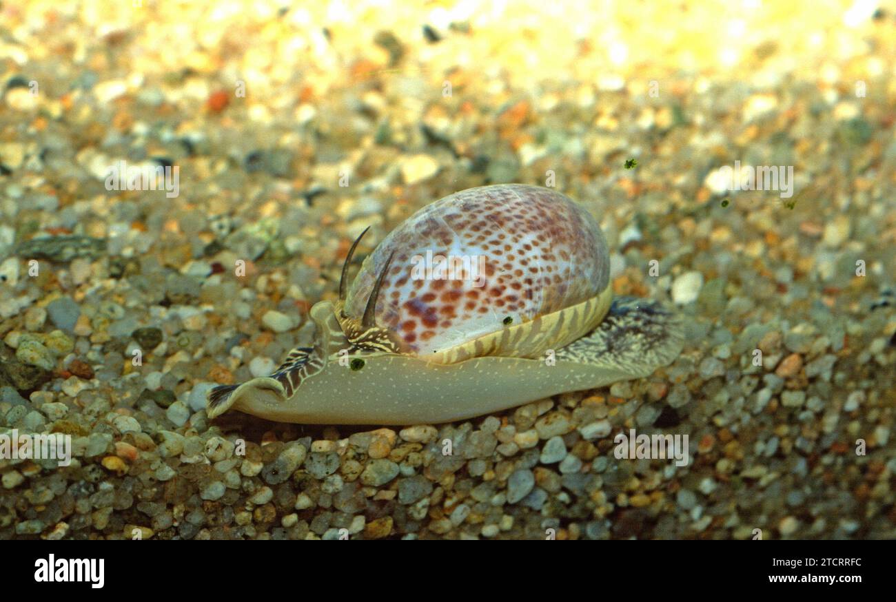 Necklace shell (Euspira nitida or Euspira pulchella) is a marine snail. Stock Photo