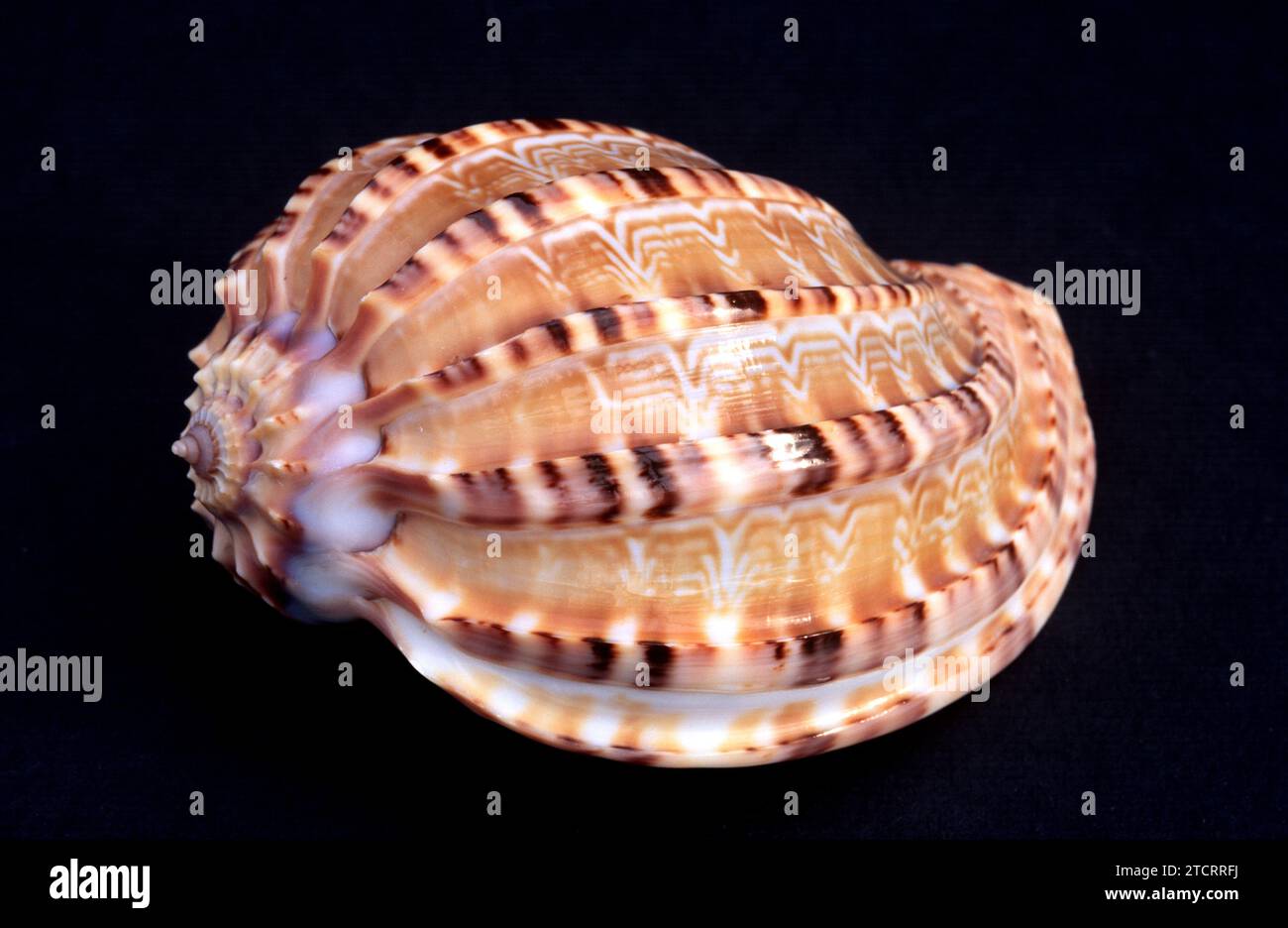 Articulate harp shell (Harpa articularis) is a marine snail. Stock Photo