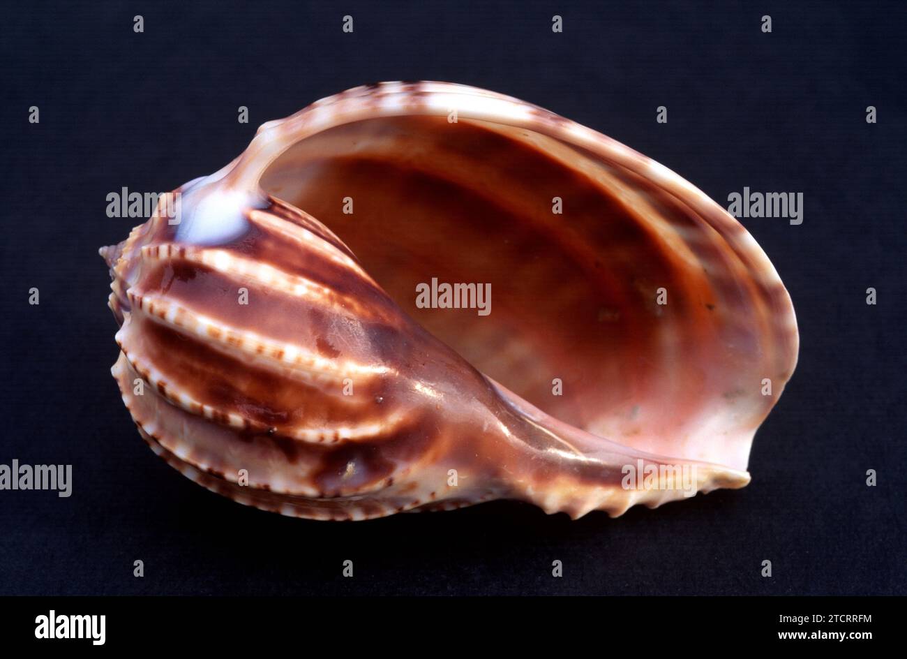 Articulate harp shell (Harpa articularis) is a marine snail Stock Photo