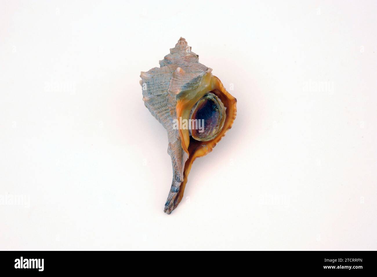 Purple dye murex (Bolinus brandaris, Haustellum brandaris or Murex brandaris) is an edible marine snail. Provides a dye named Tyrian purple. Stock Photo
