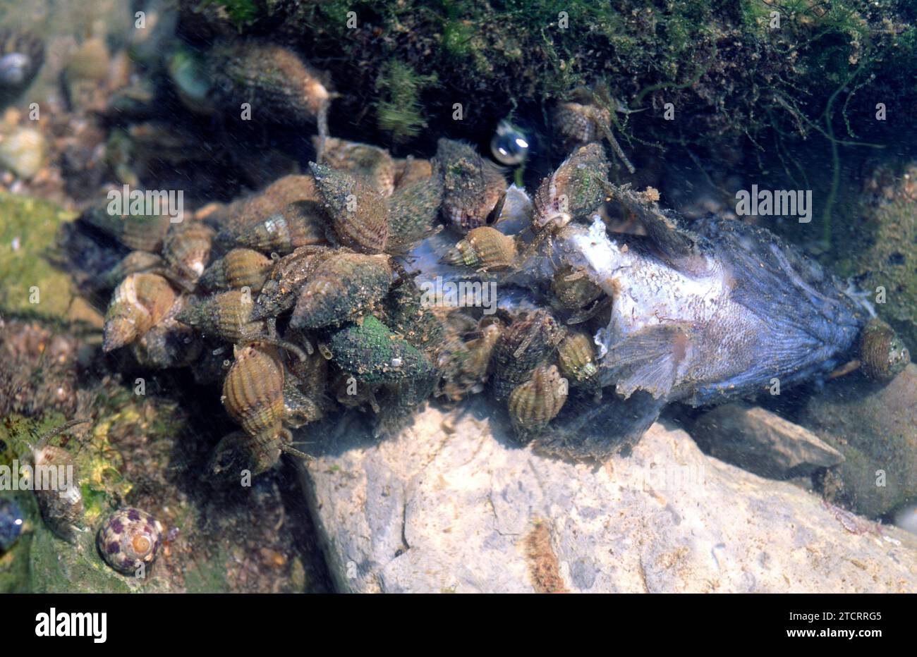 Thick-lipped dogwhelk (Hinia incrassata or Tritia incrassata) is a carnivorous marine snail. This photo was taken in Saint Jean de Luz coast, France. Stock Photo