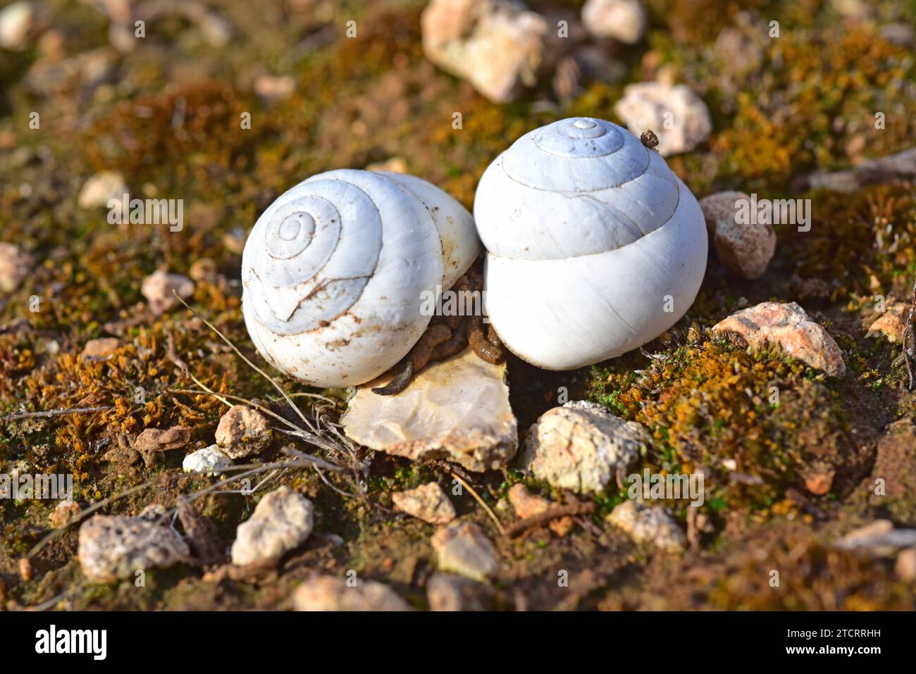 Caracol blanco, serrana or vaqueta (Iberus gualterianus alonensis) is a terrestrial snail endemic to eastern Spain. Copula. This photo was taken near Stock Photo