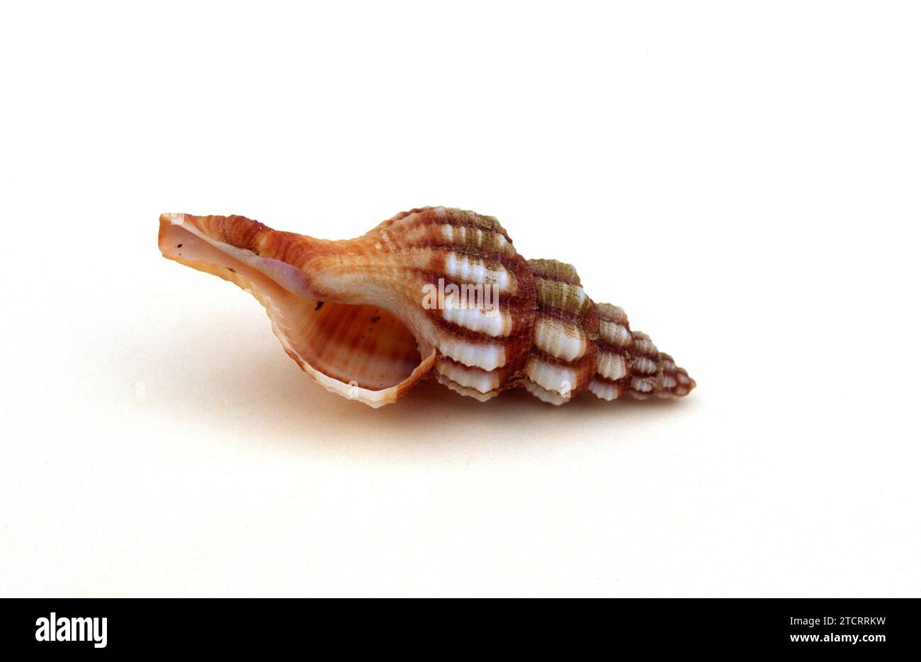 Syracusan spindle shell (Fusinus syracusanus) is a marine snail native to Mediterranean Sea. Stock Photo