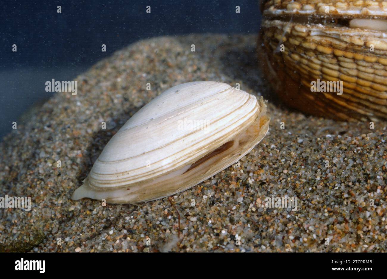 Softshell or steamer (Mya arenaria) is an edible bivalve mollusk Stock