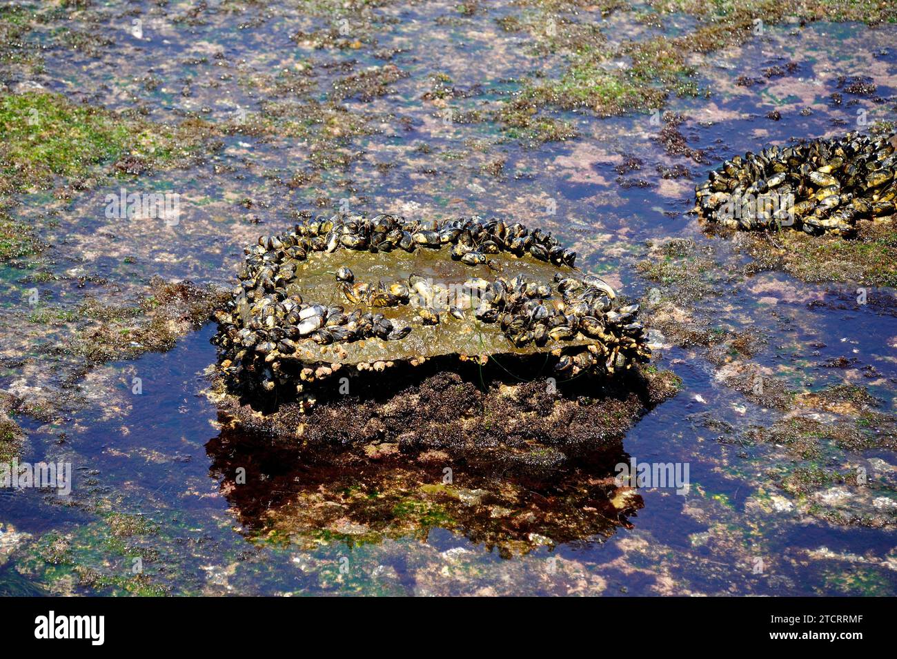 California mussel (Mytilus californianus) is an edible bivalve. This