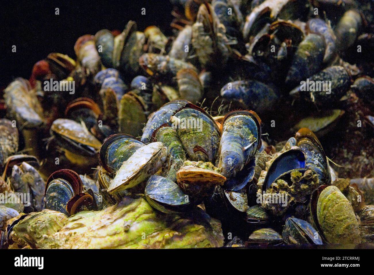 Blue mussel or common mussel (Mytilus edulis) is an edible bivalve