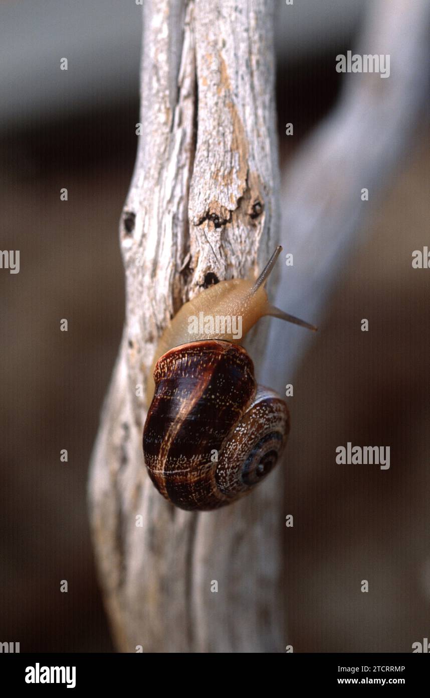 Spanish Snail Or Cabrilla (otala Punctata) Is An Edible Snail Endemic 