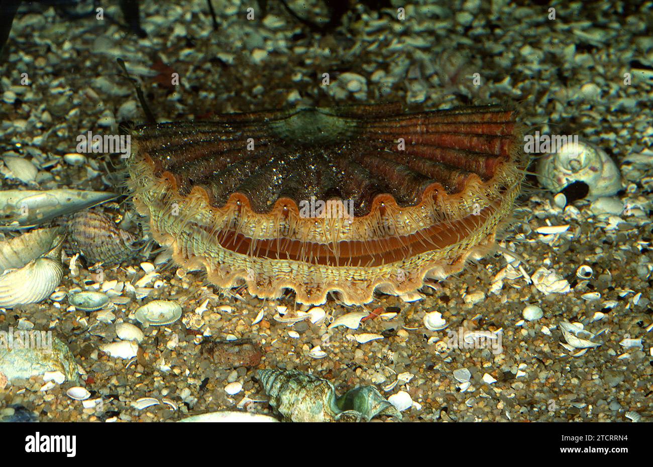 King scallop, great scallop or Saint James shell (Pecten maximus) is an edible marine mollusk. Stock Photo