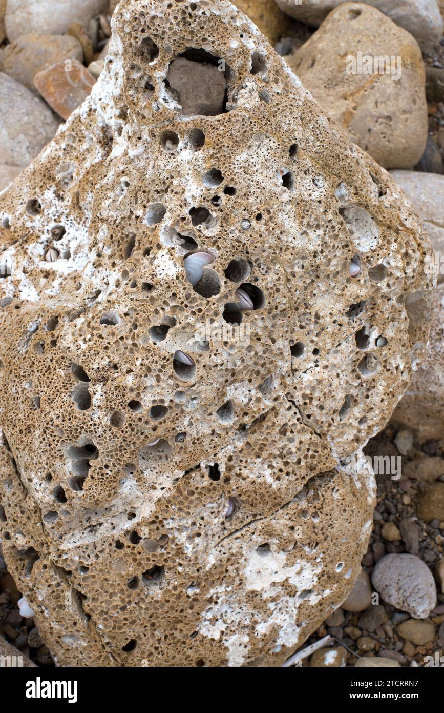 Perforated limestone rock by activity of common piddock (Pholas dactylus). This photo was taken in Portitxol, Alicante province, Comunidad Valenciana, Stock Photo