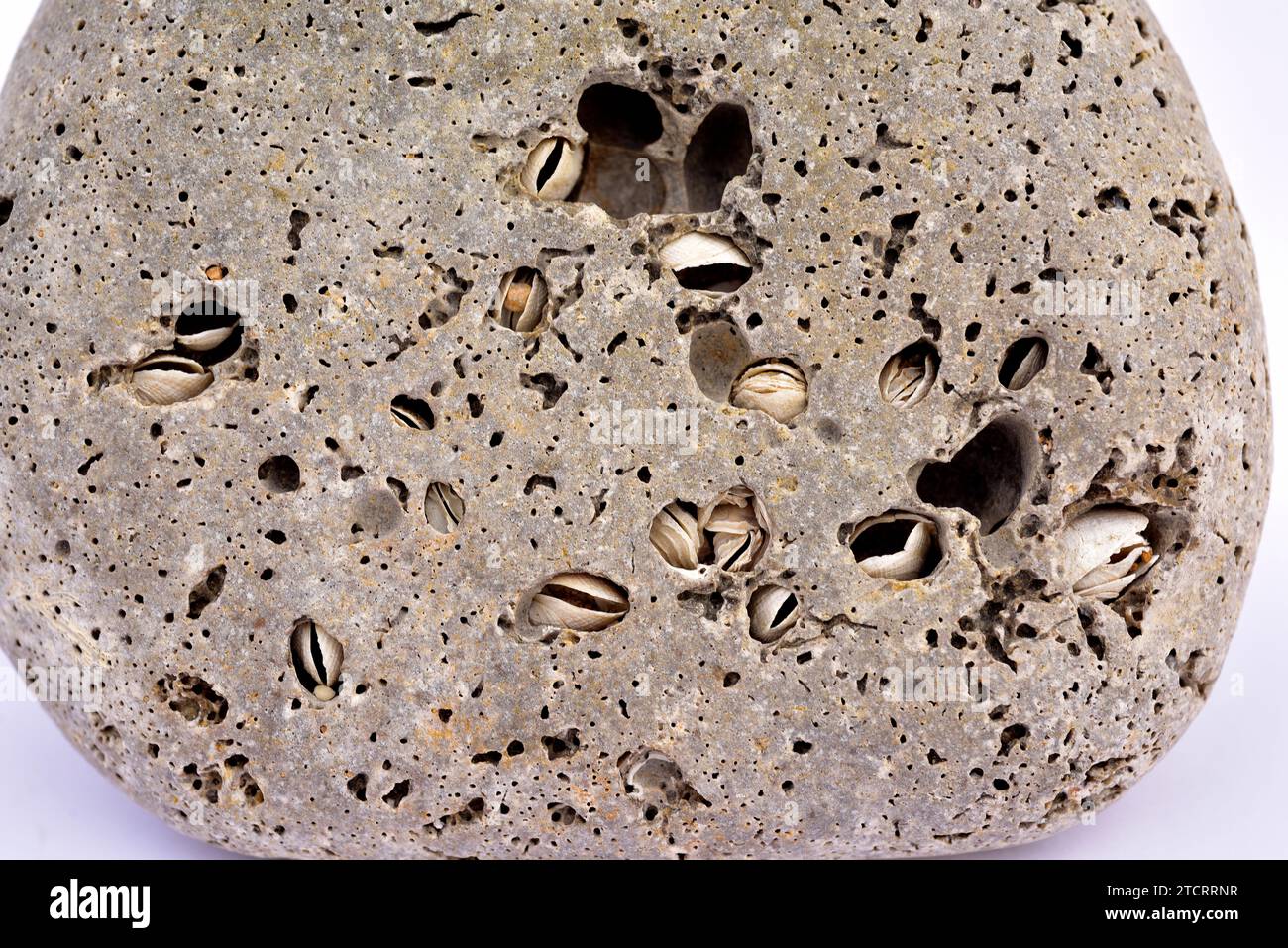 Perforated limestone rock by activity of common piddock (Pholas dactylus). This photo was taken in Torredenbarra coast, Tarragona province, Catalonia, Stock Photo
