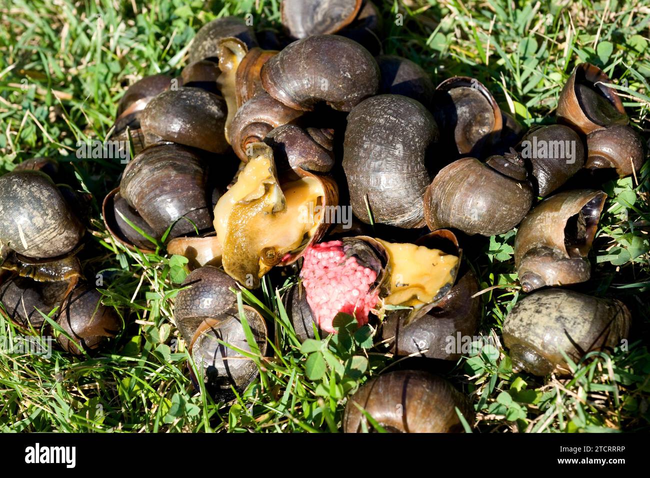 Apple snail (Pomacea maculata or Pomacea insularum) is an invasive freshwater snail native to South America. This photo was taken in Delta del Ebro, T Stock Photo