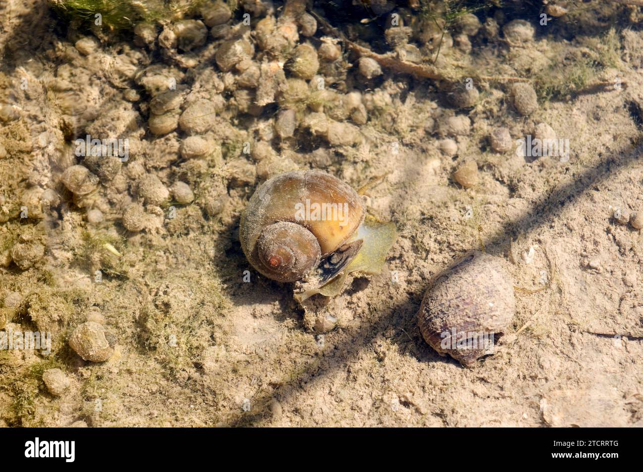 Apple snail (Pomacea maculata or Pomacea insularum) is an invasive freshwater snail native to South America. This photo was taken in a rice paddy of D Stock Photo