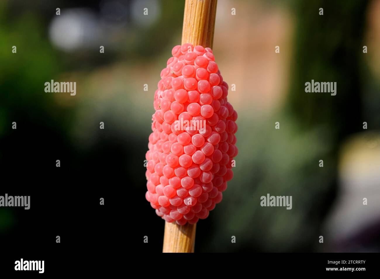 Apple snail (Pomacea maculata or Pomacea insularum) is an invasive freshwater snail native to South America. Eggs on a rice stem. This photo was taken Stock Photo
