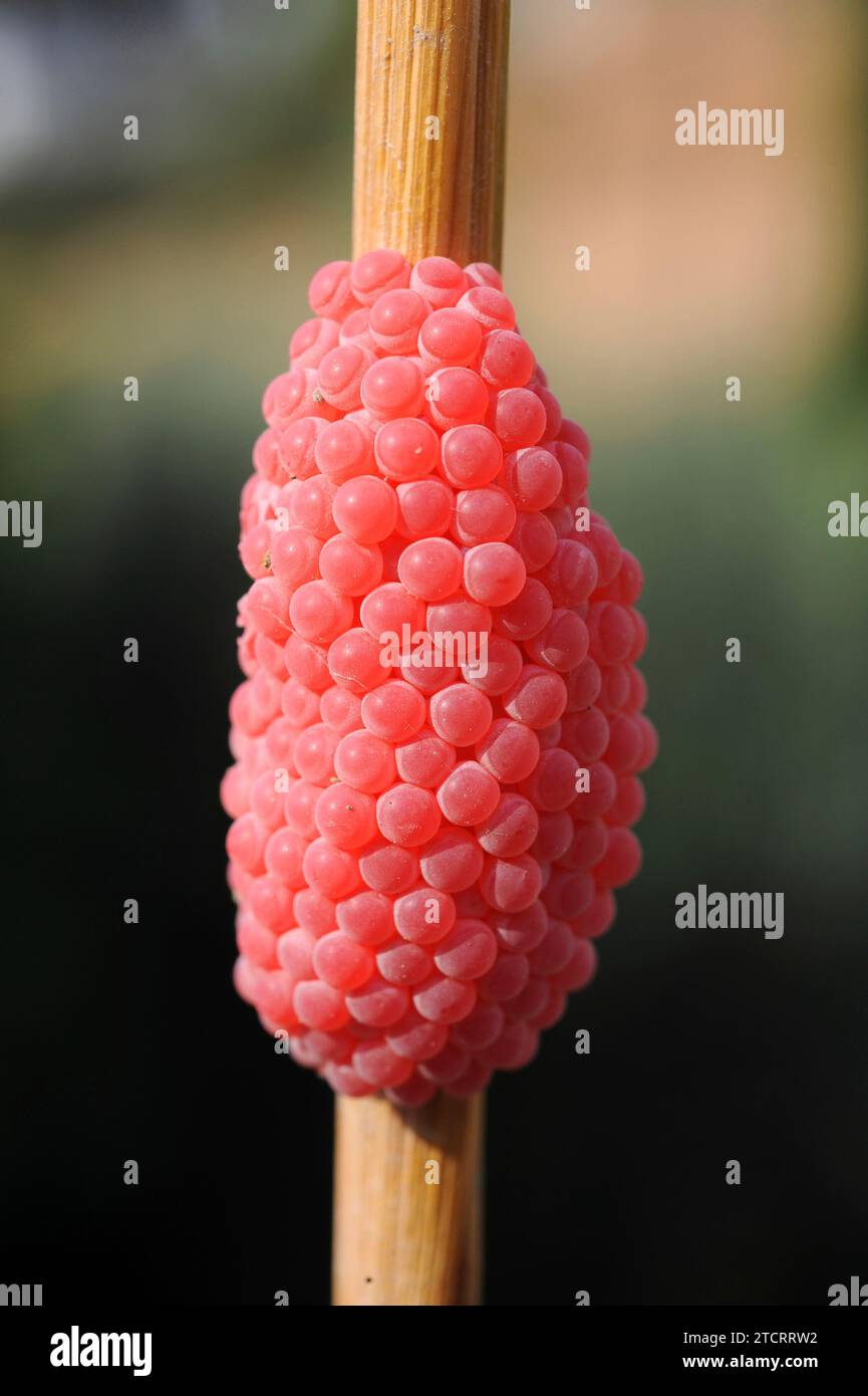 Apple snail (Pomacea maculata or Pomacea insularum) is an invasive freshwater snail native to South America. Eggs on a rice stem. This photo was taken Stock Photo
