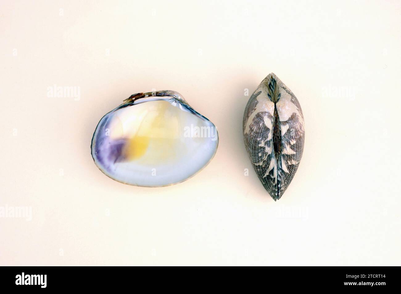 Pullet carpet shell (Tapes pullastra or Venerupis pullastra) is an