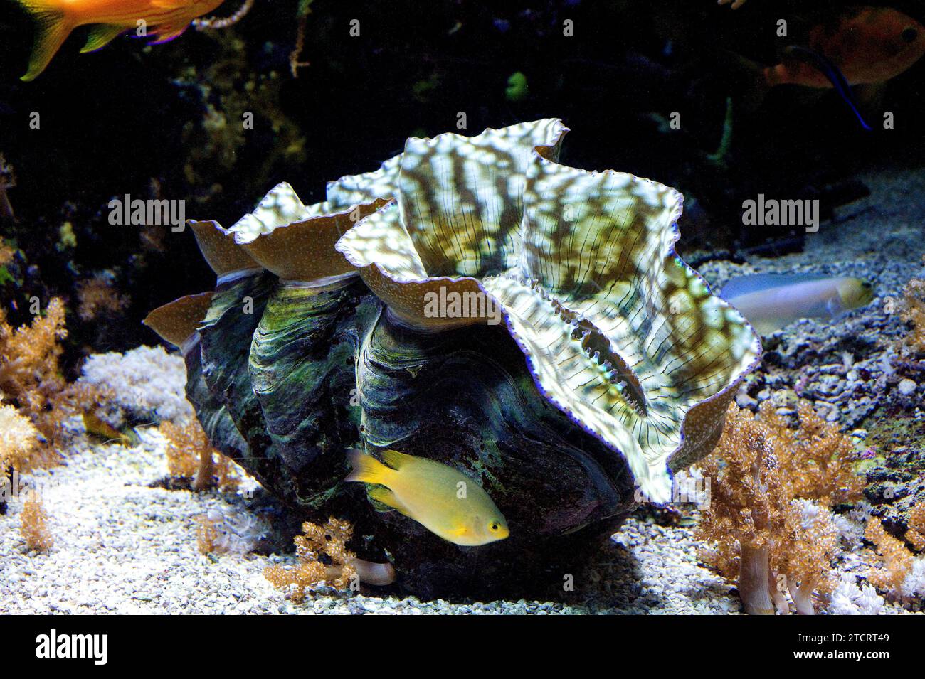 Tridacna derasa is a large bivalve mollusk who lives in tropical seas. Stock Photo