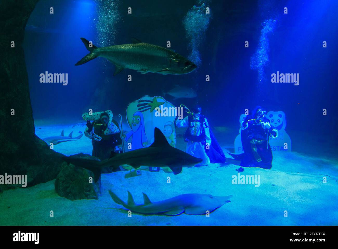 A shark and other fish swim by as divers dressed as the biblical Three Wise Men kneel by a